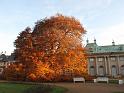 2009-11-05, leuchtender November (2)